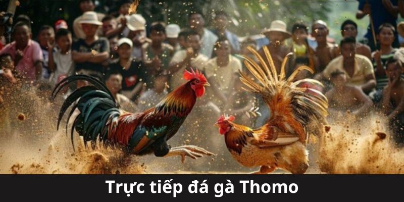 Trực Tiếp Đá Gà Thomo - Trải Nghiệm Thế Giới Cược Đỉnh Cao